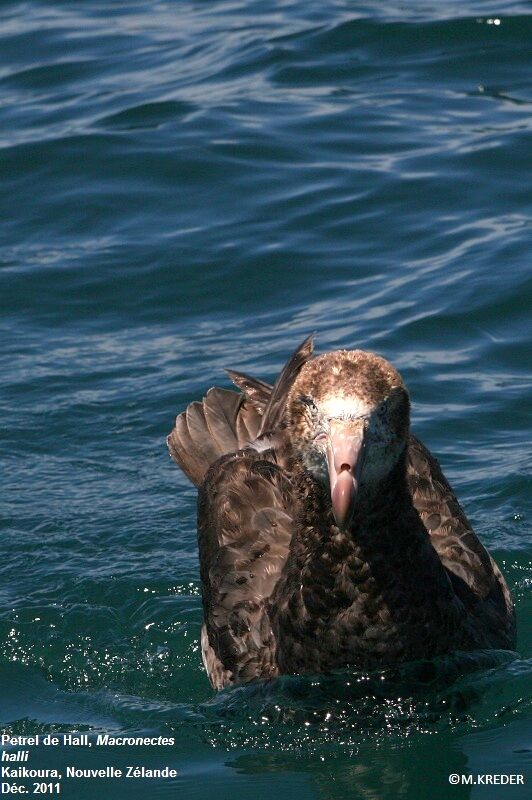 Northern Giant Petrel