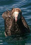 Northern Giant Petrel