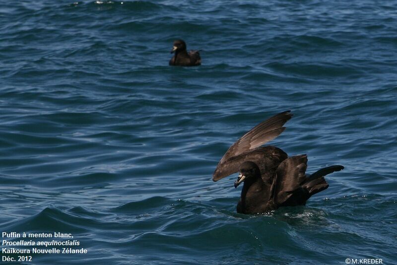 White-chinned Petrel