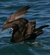 White-chinned Petrel