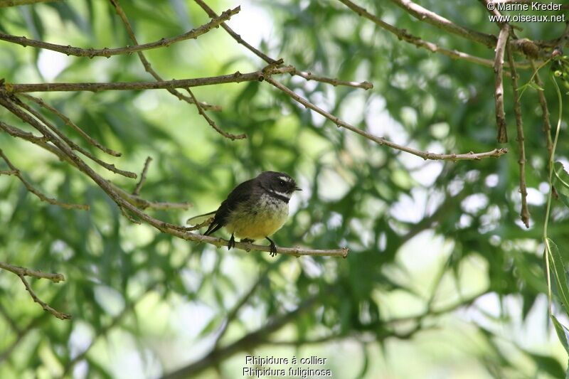 New Zealand Fantail