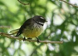 New Zealand Fantail