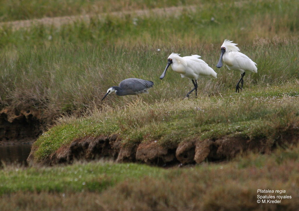 Royal Spoonbill