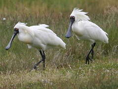 Royal Spoonbill