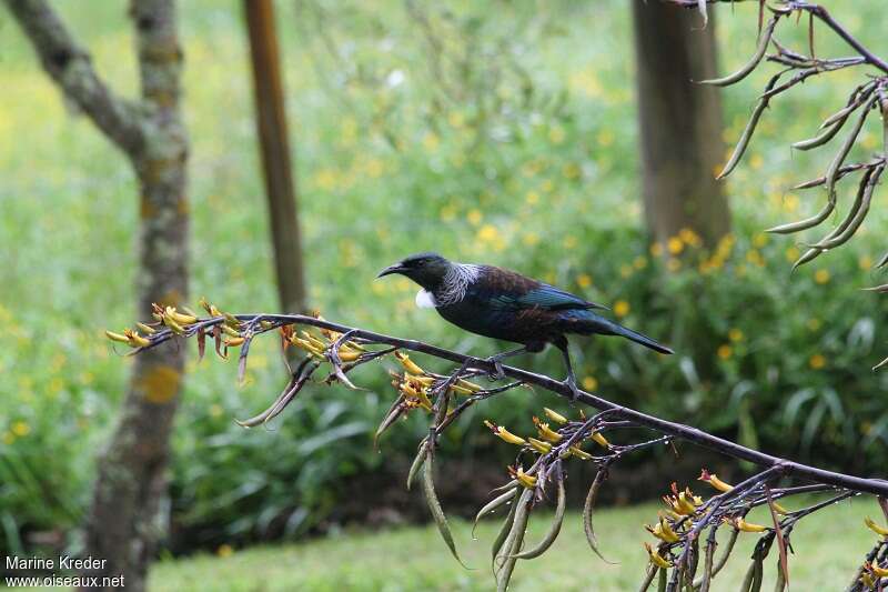 Tui cravate-friséeadulte, habitat