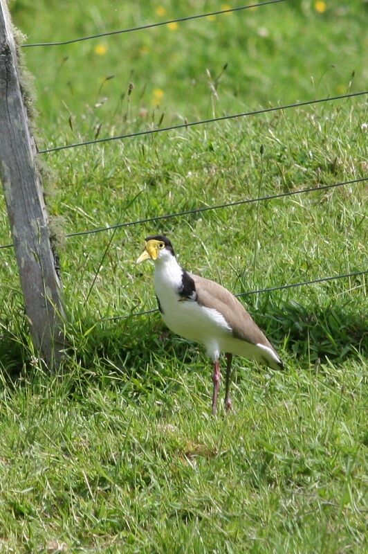 Masked Lapwing