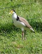 Masked Lapwing