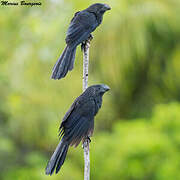 Smooth-billed Ani