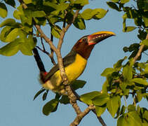 Green Aracari