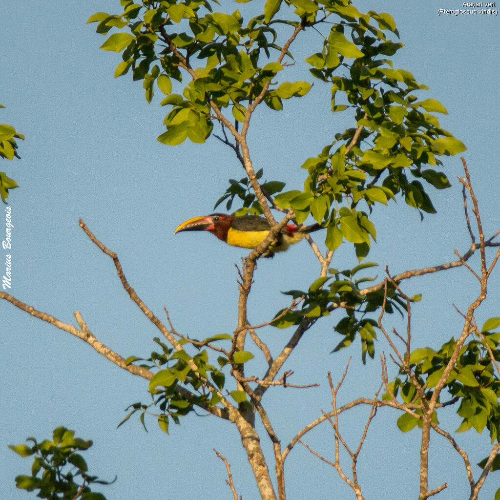 Green Aracari