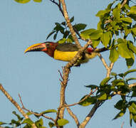 Green Aracari