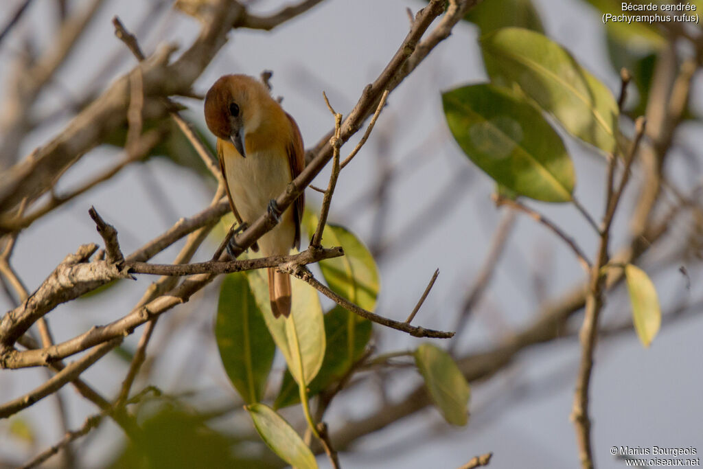 Cinereous Becard female adult