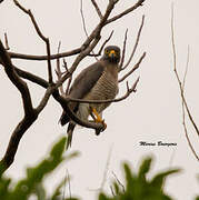 Roadside Hawk