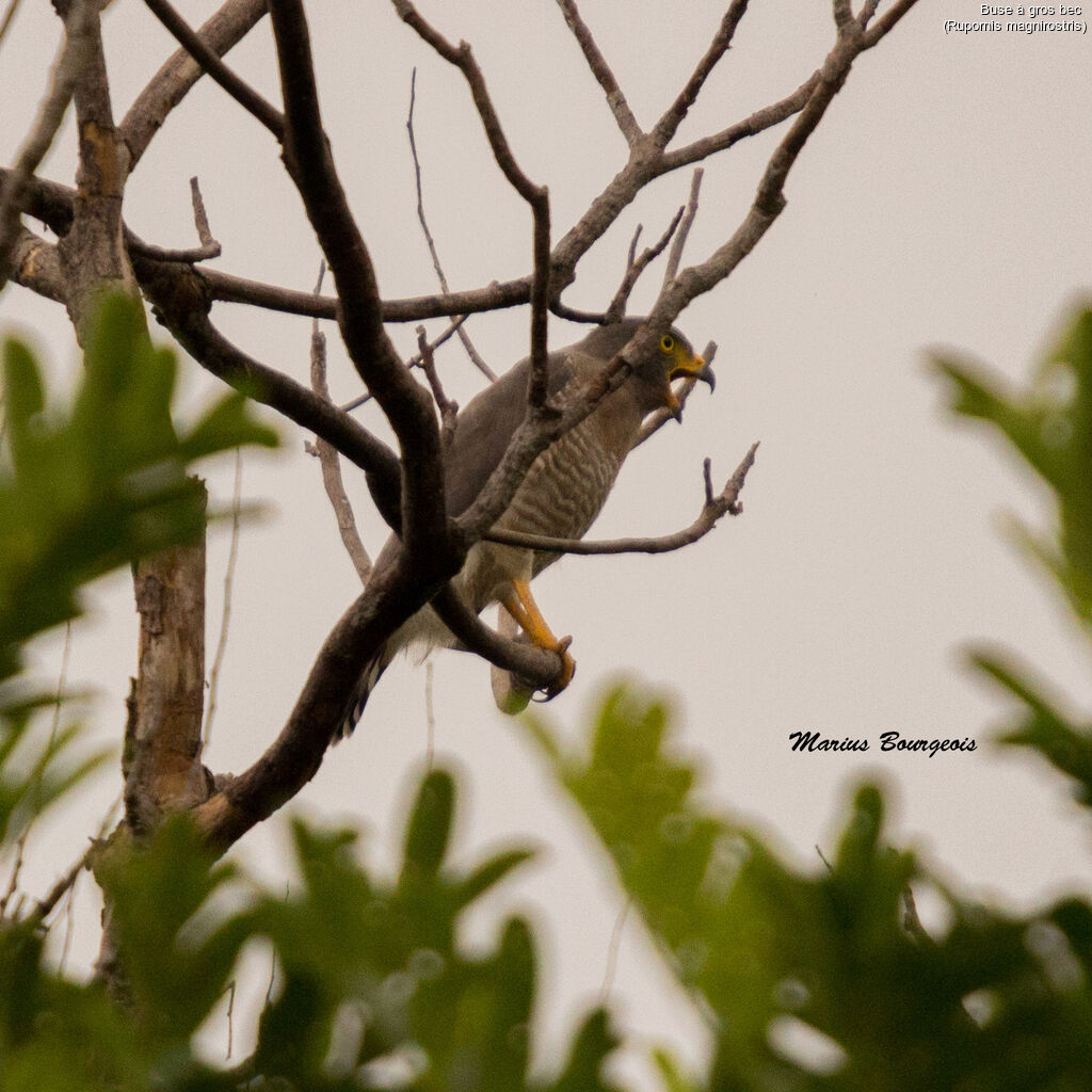 Roadside Hawk