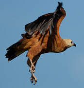 Black-collared Hawk