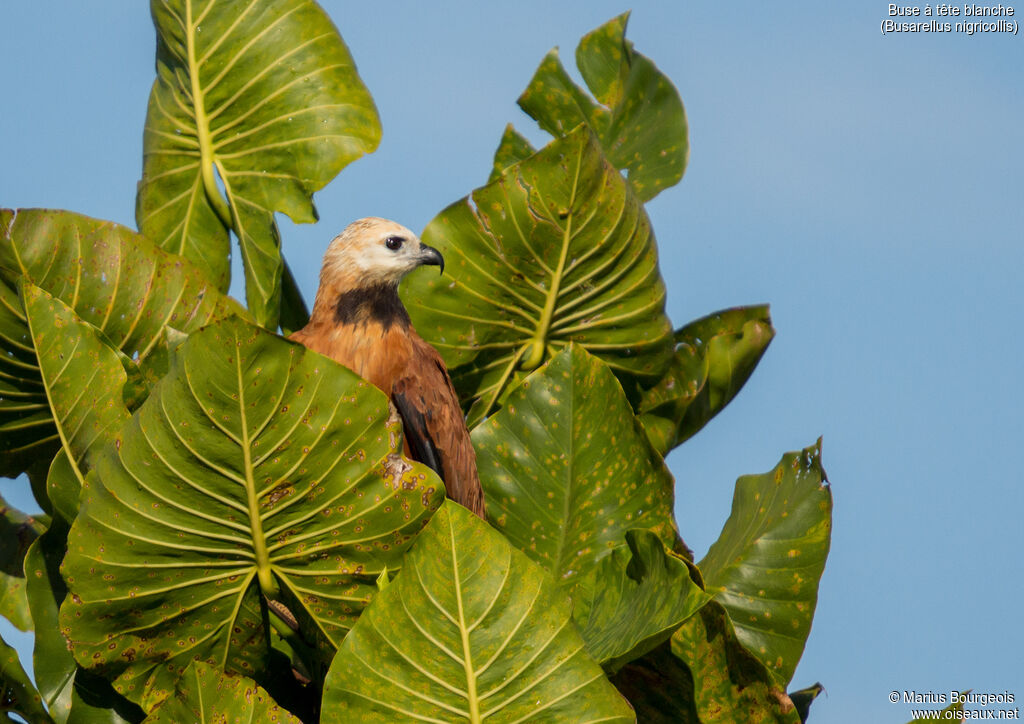 Black-collared Hawk