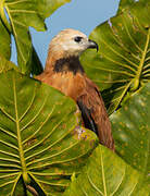 Black-collared Hawk