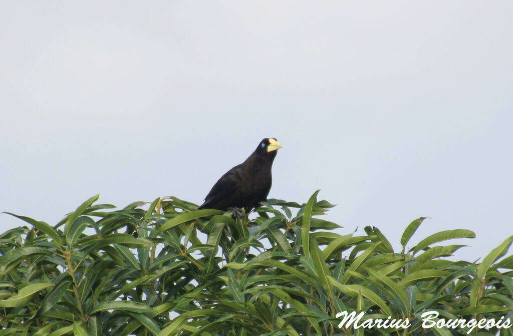 Crested Oropendola