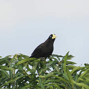 Crested Oropendola