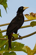 Crested Oropendola