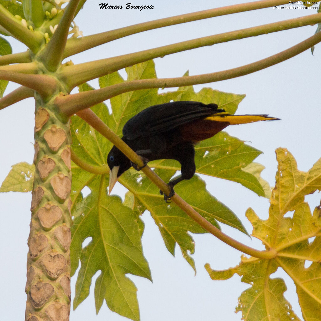 Crested Oropendola