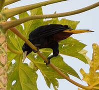 Crested Oropendola