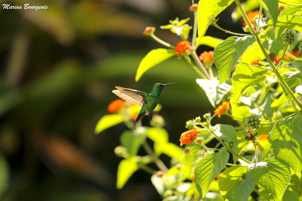 Blue-chinned Sapphire, Flight