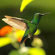 Colibri à menton bleu