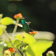 Blue-chinned Sapphire