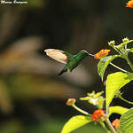 Colibri à menton bleu