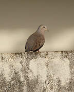 Plain-breasted Ground Dove