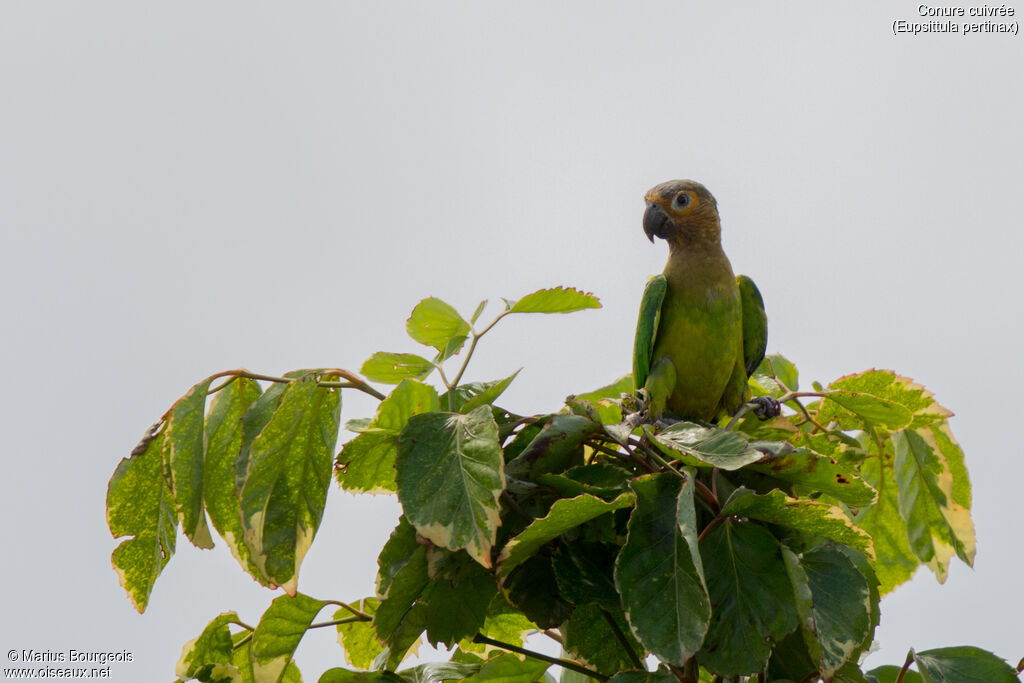 Conure cuivrée