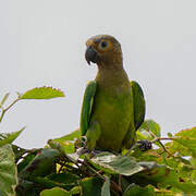 Brown-throated Parakeet