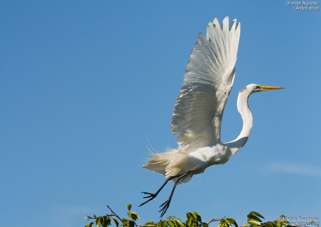 Grande Aigrette