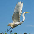 Grande Aigrette