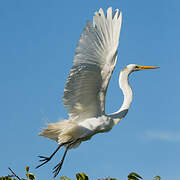 Grande Aigrette