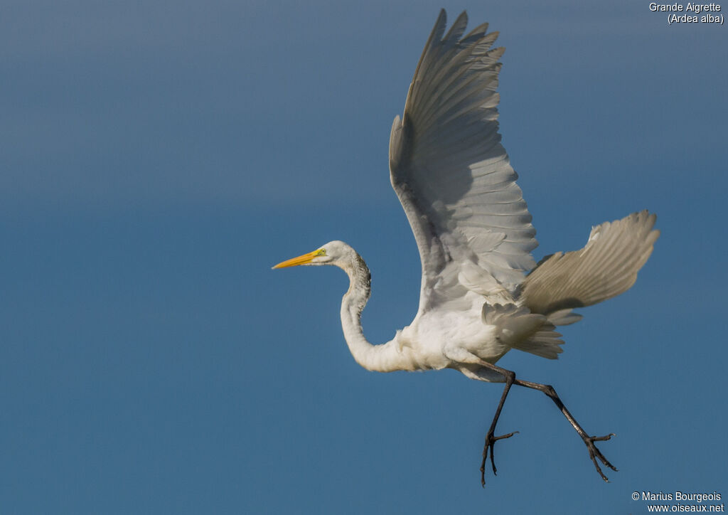 Great Egret