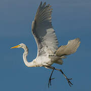 Grande Aigrette