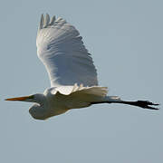 Grande Aigrette