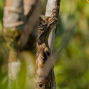 Common Potoo