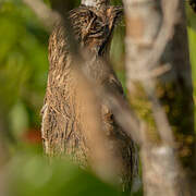 Common Potoo