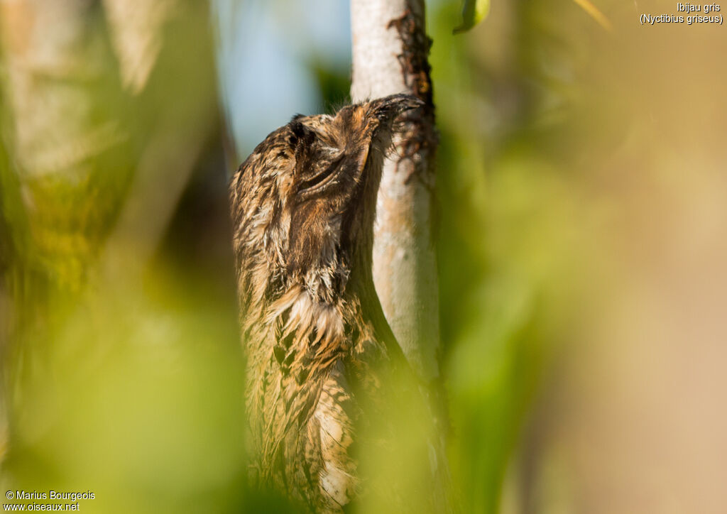 Common Potoo