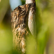 Common Potoo