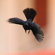 Blue-black Grassquit