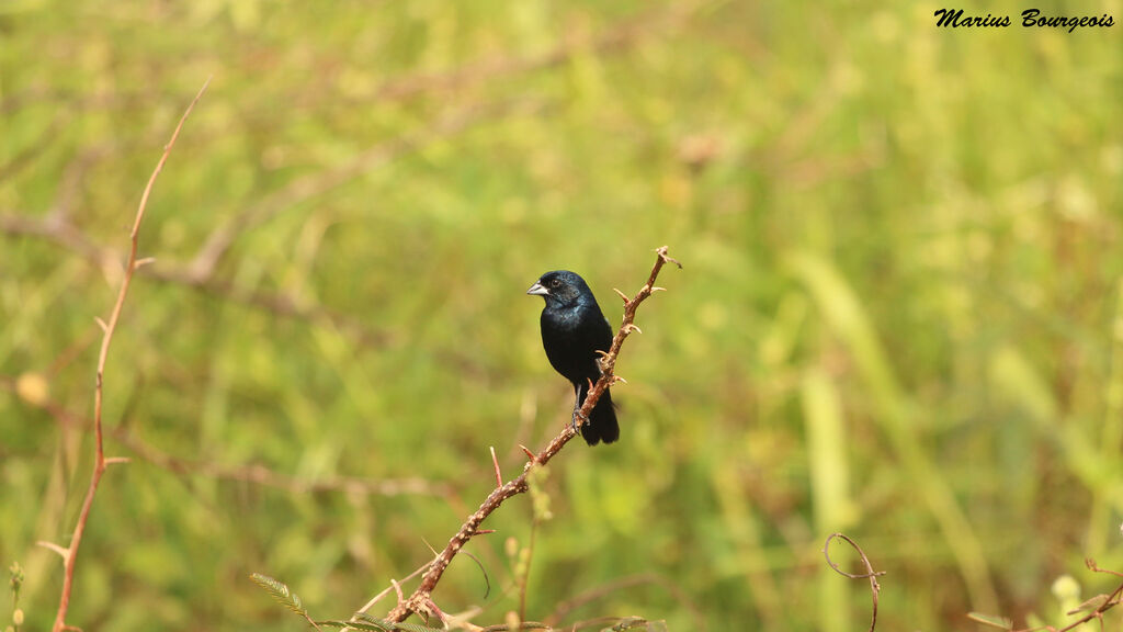 Blue-black Grassquit