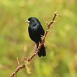 Jacarini noir