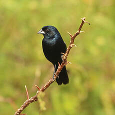 Jacarini noir