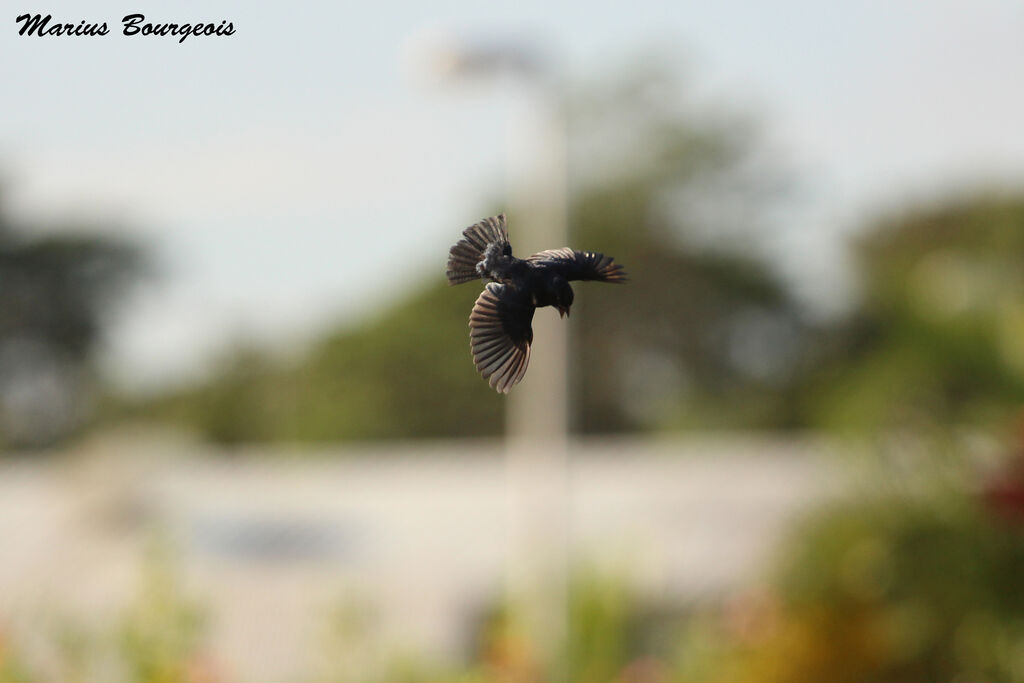 Blue-black Grassquit