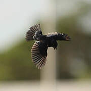 Blue-black Grassquit