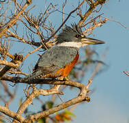 Ringed Kingfisher